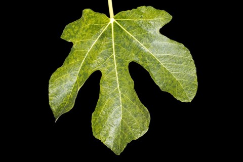 Green fig leaf, studio shot with black background