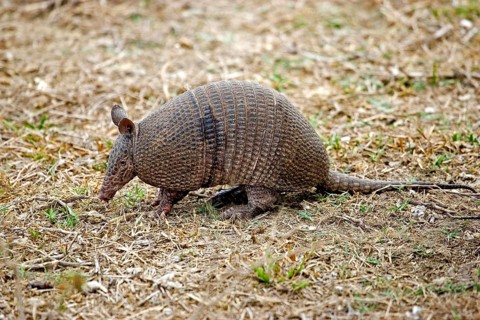 Nine Banded Armadillo (dasypus novemcinctus), Adult, Los Lianos in Venezuela
