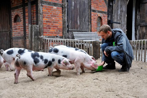 Colourful Bentheimer pigs, Nordhorn Zoo, Nordhorn, Lower Saxony, Germany, Europe