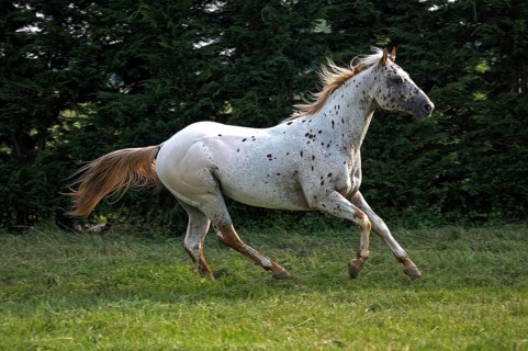 Appaloosa Horse, Adult Galloping through Meadow