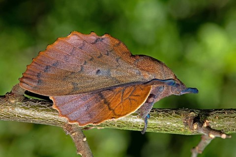 Lappet (Gastropacha quercifolia), male