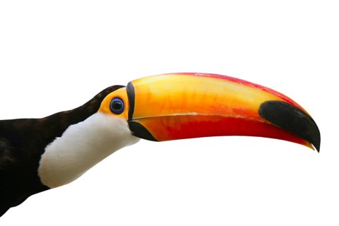 Brazil Toco Toucan Tucan Ramphastos Ramphastidae brazilian bird