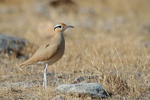 Racing bird, Cursorius cursor, Oman, Asia