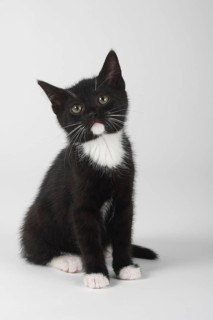 Domestic cat, kitten, 8 weeks