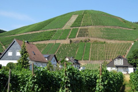 Vineyard near Dernau in the Ahr Valley