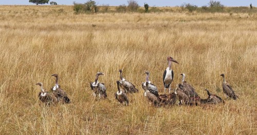 African White Backed Vulture (gyps africanus), Ruppell's Vulture, gyps rueppelli, Lappet Faced