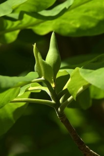 Magnolia bud in spring