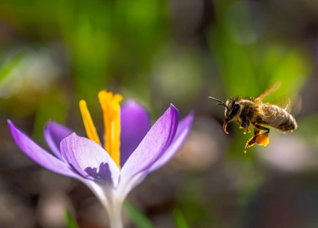 Macro of a bee flying to a purple crocus flower blossom