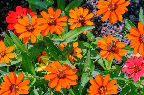 Zinnias (Zinia), Allgäu, Bavaria, Germany, Europe