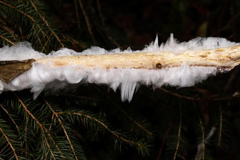 Hair ice fruiting body white wavy ice needles on branch with spruce twig