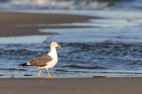 Herring gull (Larus fuscus) on the beach of Juist, East Frisian Islands, Germany, Europe