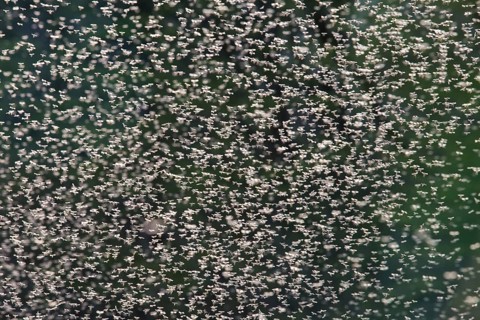 A swarm of mosquitoes with many small mosquitoes in the sun in the evening up close