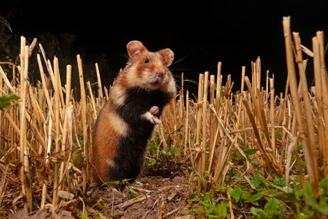 European hamster (Cricetus cricetus) at a construction site, Thuringia
