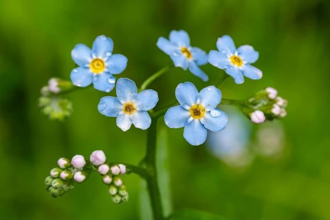 Close-up of the blue flowers of marsh forget-me-not (Myosotis scorpioides) with yellow centre and
