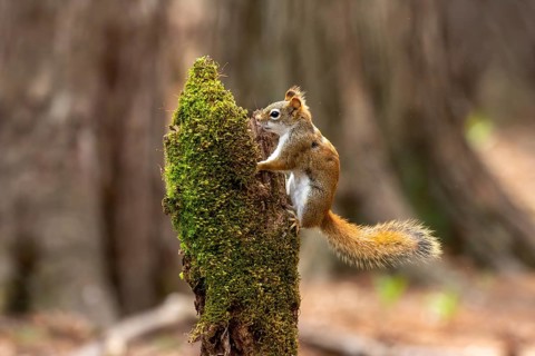 American red squirrel (Tamiasciurus hudsonicus) known as the pine squirrel, North American red