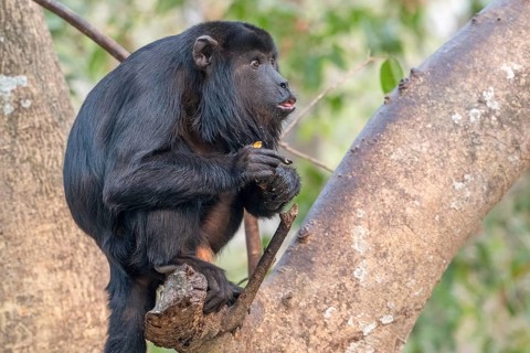 Black howler (Alouatta), Pantanal, inland, wetland, UNESCO Biosphere Reserve, World Heritage Site,