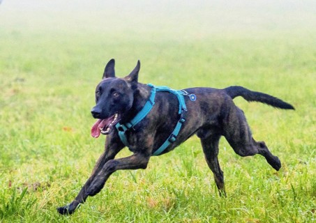 A powerful police dog, a Malinois shepherd, stands at attention. The dog is about two years old,