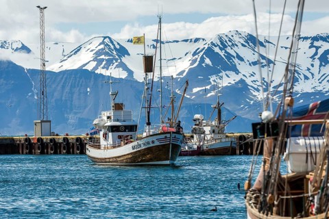 HUSAVIK, ICELAND, JUNE 29: Whale-watching boat enters Husavik harbor with anchored sailing boats
