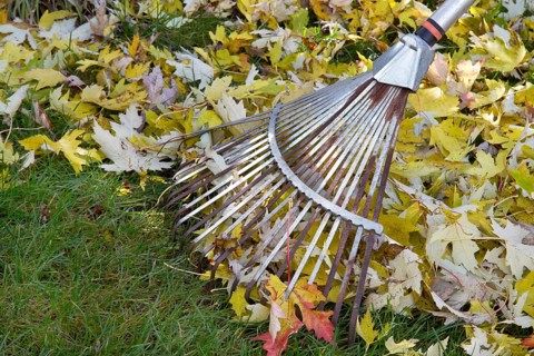 Raking autumn leaves in the garden