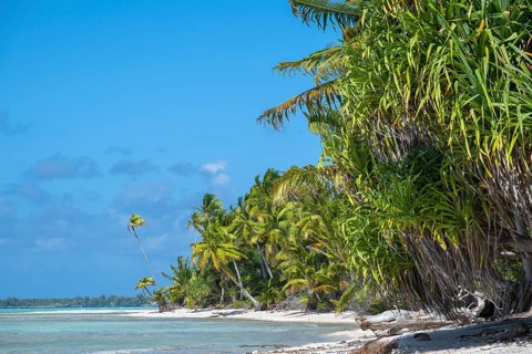Forest with lush tropical vegetation, Tikehau, Atoll, Tuamotu Archipelago, Tuherahera, Rangiroa,