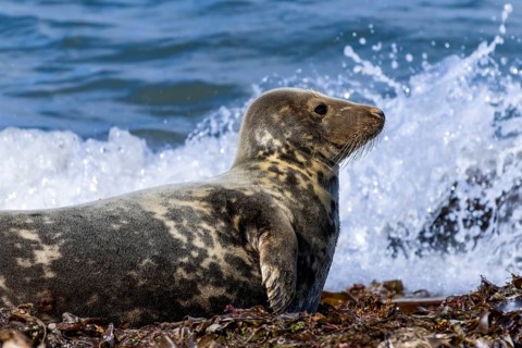 Grey seal (Halichoerus grypus) on the north beach Helgoland Düne, Helgoland, North Sea, Pinneberg