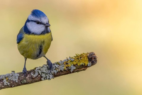 Blue tit (Cyanistes caeruleus) sitting on a rotten tree branch overgrown with lichen, garden,