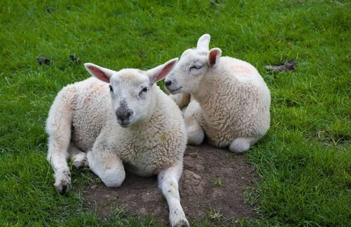 Two lambs in the pasture in the English Cotswolds resting and enjoying spring