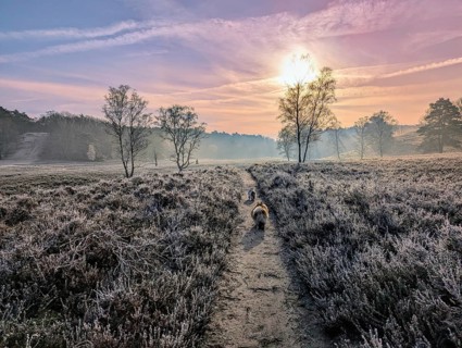 Heathland, Heidschnuckenweg, in the Fischbeker Heide, in Hamburg