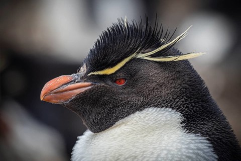 Rockhopper penguin (Eudyptes chrysocome), portrait, Pebble Island, Falkland Islands, Great Britain,
