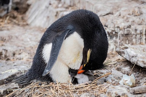 Rockhopper penguin (Eudyptes chrysocome) breeding, Bleaker Island, Falkland Islands, Great Britain,