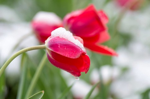 Red tulips covered with snow. The tulips under the snow. Bulgaria