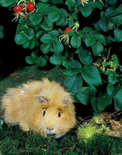 Guinea Pig (cavia porcellus)
