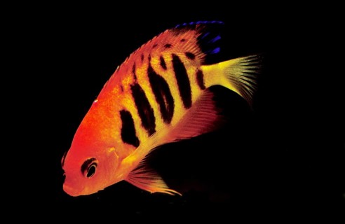 Fire Dwarf Angelfish, Flame Angelfish, Fire Dwarf Angelfish, Flame Angelfish, Other Animals, Fish,