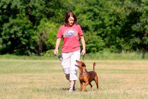 Woman and German Pinscher, walking by foot, footwork, training of dogs, able to walk on a leash,