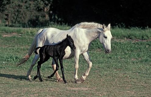 LIPIZZAN HORSE, MARE AND FOAL STANDING IN PADDOCK