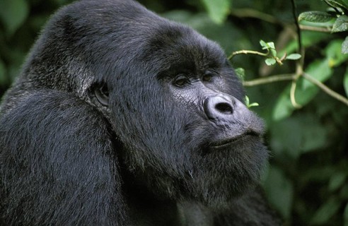 Mountain Gorilla (gorilla beringei), gorilla, Portrait of Male, Virunga Park in Rwanda