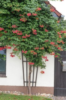 American trumpet bindweed (Campsis radicans 'Flamenco'), Germany, Europe