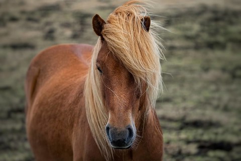 A chestnut pony with a flowing blonde mane stands in a grassy field, projecting a calm and serene