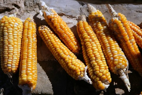 Dried vivid orange yellow corn cob on a sunny day
