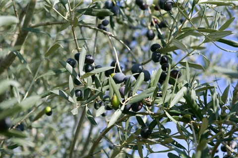 Olive field trees, branch details with olives growing