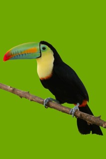 Kee billed Toucan Ramphastos sulfuratus colorful Tucan bird