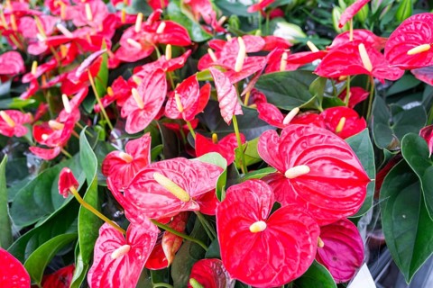 Red anthurium flowers in a flower shop, a pattern of blooming hearts of male happiness, wholesale
