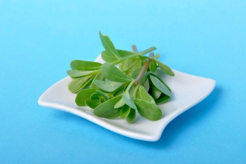 Purslane in a saucer on a blue background, Fresh green leaves displayed on a small white square