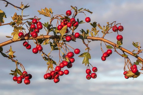 Fruits and leaves of the common hawthorn (Crataegus monogyna, Common Hawthorn) in front of cloudy