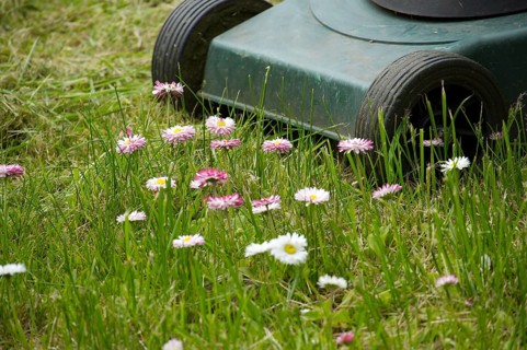 Seasons and yard maintenance concept with lawn mower and dainty white and pink spring flowers in a
