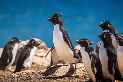 Rockhopper penguins (Eudyptes chrysocome) on the way to their colony, Pebble Island, Falkland