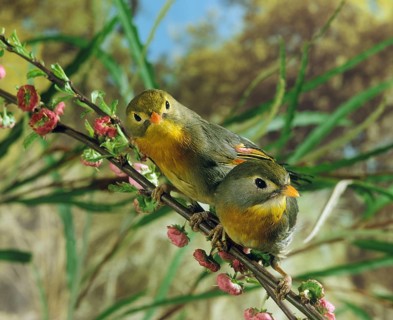 RED BILLED red-billed leiothrix (leiothrix lutea), ADULTS