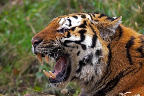 Siberian Tiger (panthera tigris altaica), Adult snarling