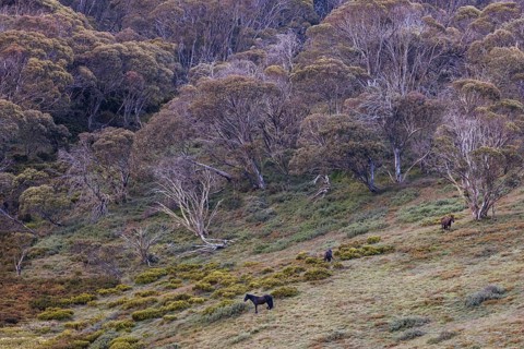 A landscape view with wild brumbies on the Cascade Hut Trail near Dead Horse Gap and Thredo in