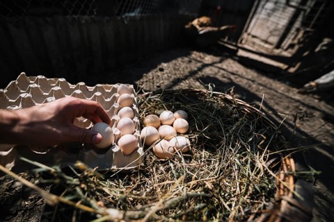 Man placing hatch eggs from nest into carton
